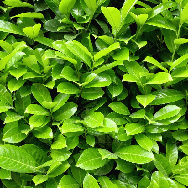 Common Laurel Hedging - Rootball