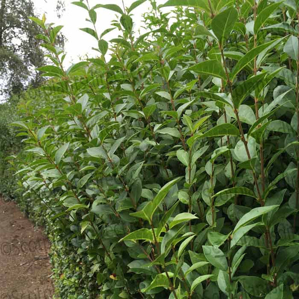 Green Privet (Ligustrum Ovalifolium)
