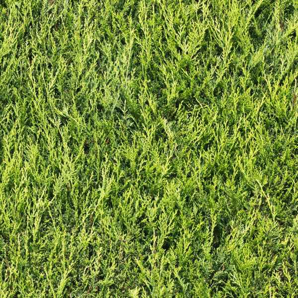 Green Leylandii Hedging - Rootball