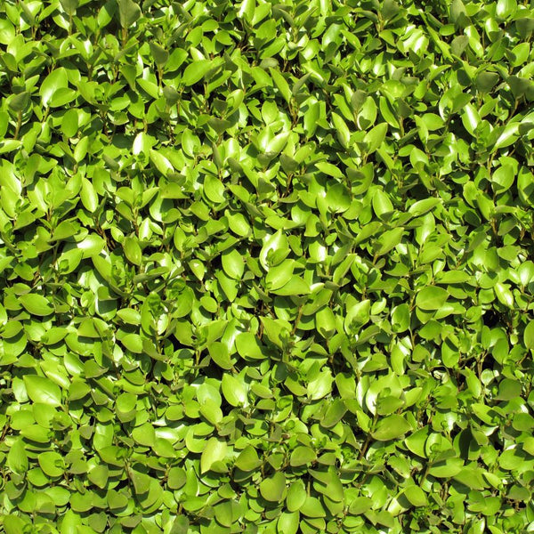 Green Privet Hedging - Rootball