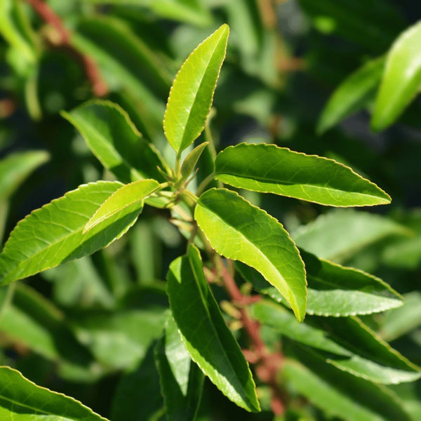 Portuguese Laurel Hedging - Rootball