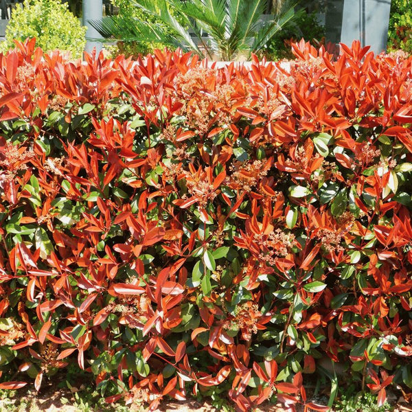 Photinia Red Robin Hedge - Rootball