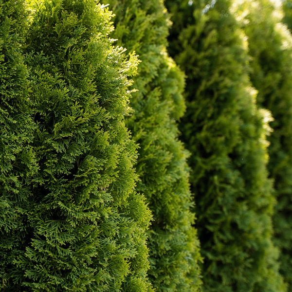 Thuja Hedge - Rootball