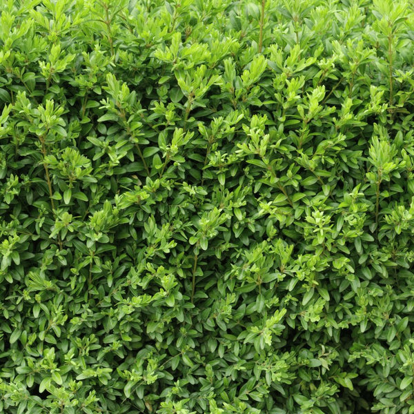 Box Hedging - Rootball