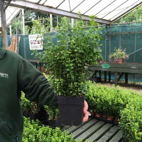 1 Litre 20-30cm Pot Grown Buxus Sempervirens Box Hedging