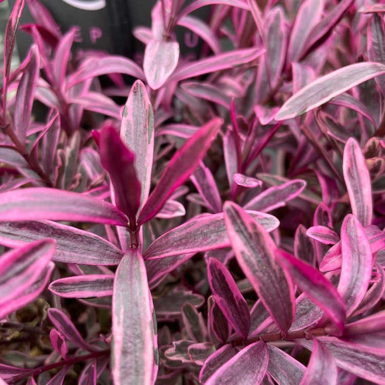 Hebe Burning Heart Evergreen