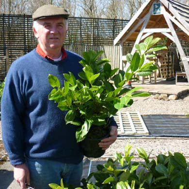 30/40cm Pot Grown Common Laurel Prunus laurocerasus Rotundifolia
