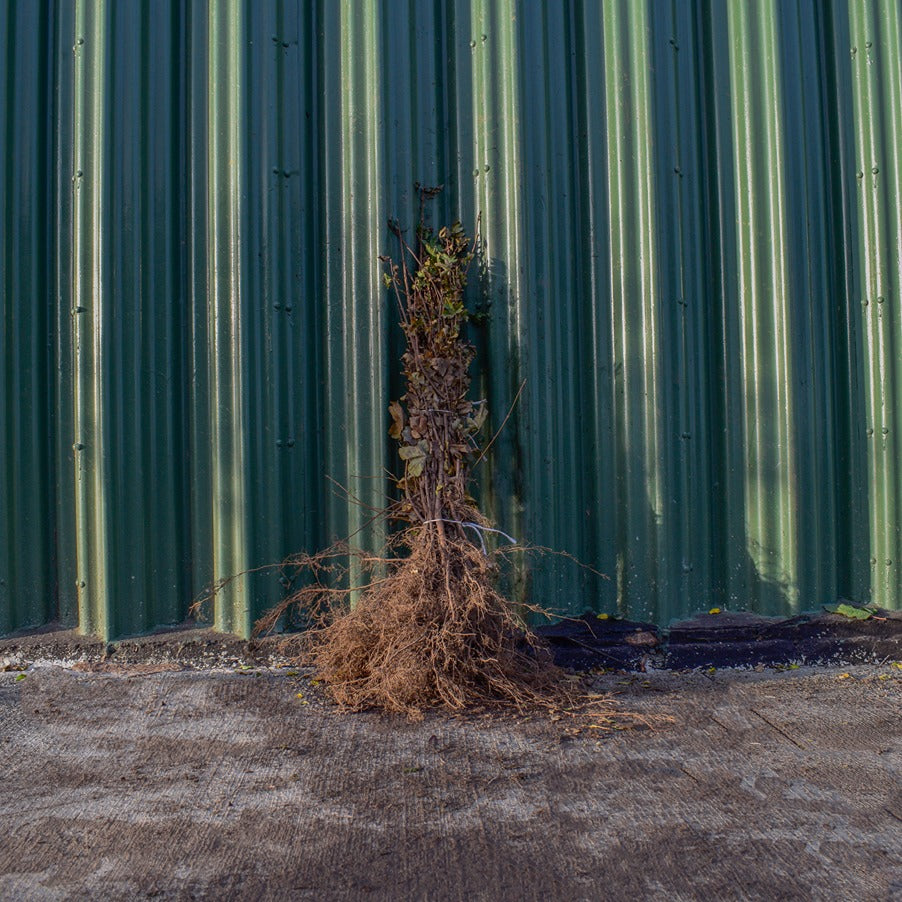 Field Maple 80/100cm Bare Root (Acer campestre)