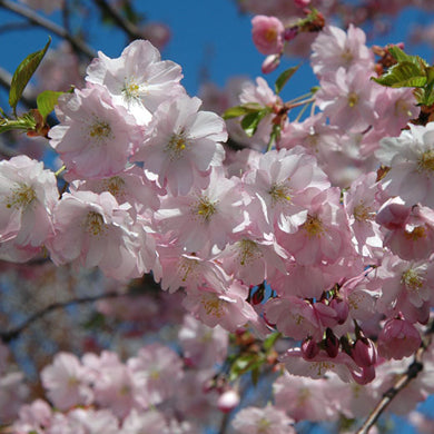 Prunus accolade Flowering Cherry Bareroot Tree 150-165cm
