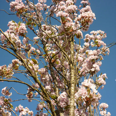 Prunus Amanogawa Japanese Flowering Cherry Pot Grown Tree 150-175cm