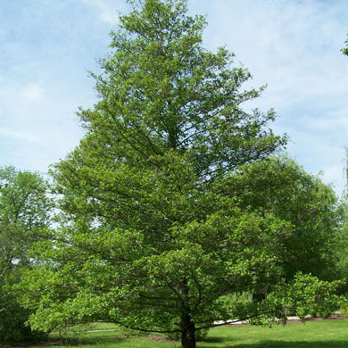 Alnus Glutinosa Common Alder Tree Bareroot