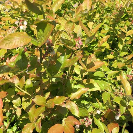 Blueberry Northland 20/40cm Pot Grown (Vaccinium corymbosum 'Northland')