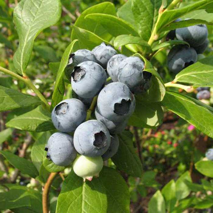 Blueberry Elliot 20/40cm Pot Grown (Vaccinium corymbosum 'Elliot')