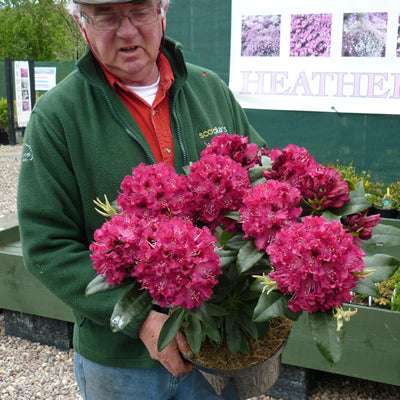 Rhododendron Marie Forte Hybrid