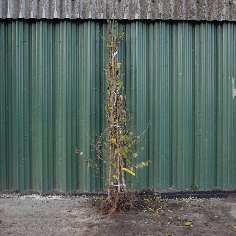 Betula Pendula Silver Bareroot Birch Tree