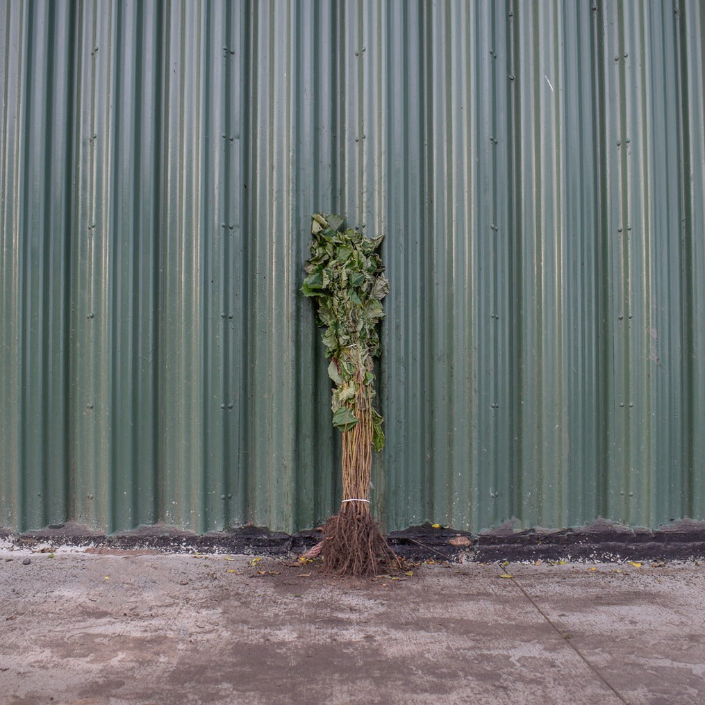 Hazel 60/80cm Bare Root (Corylus avellana)