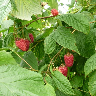 20 Bareroot Raspberry Canes Mix Scottish Grown