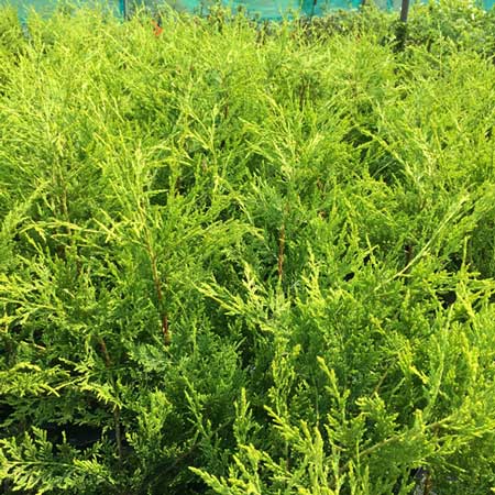 30-40cm Pot Grown Golden Cupressocyparis Leylandii
