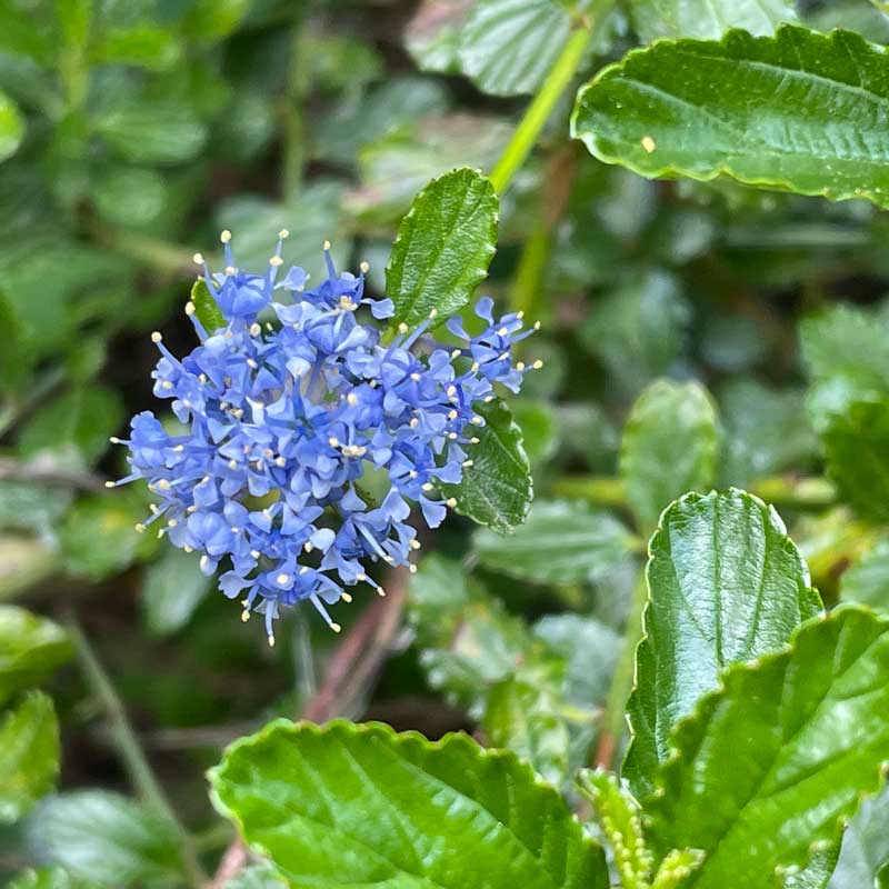Ceanothus thyrsiflorus repens Californian Lilac 'Yankee Point'