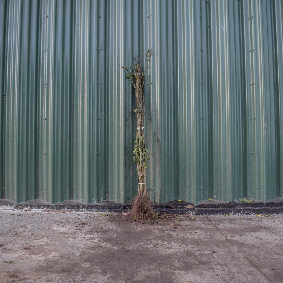 Hawthorn 120/150cm Bare Root (Crataegus monogyna)