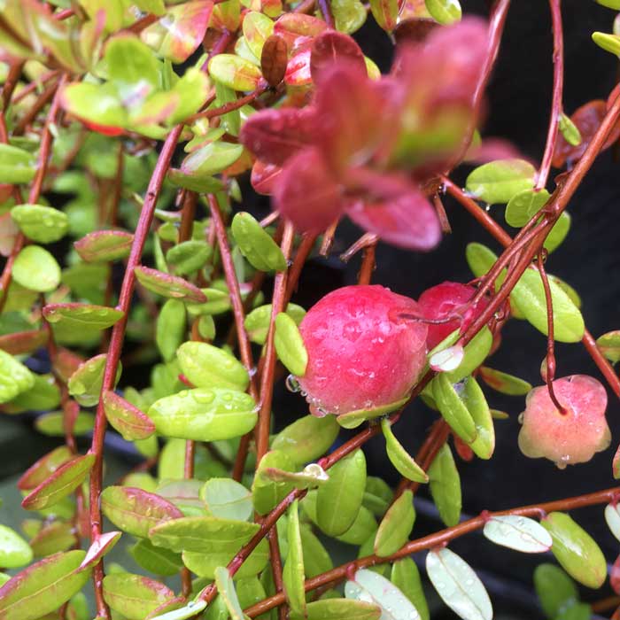 Cranberry Plant Early Black Vaccinium macrocarpon