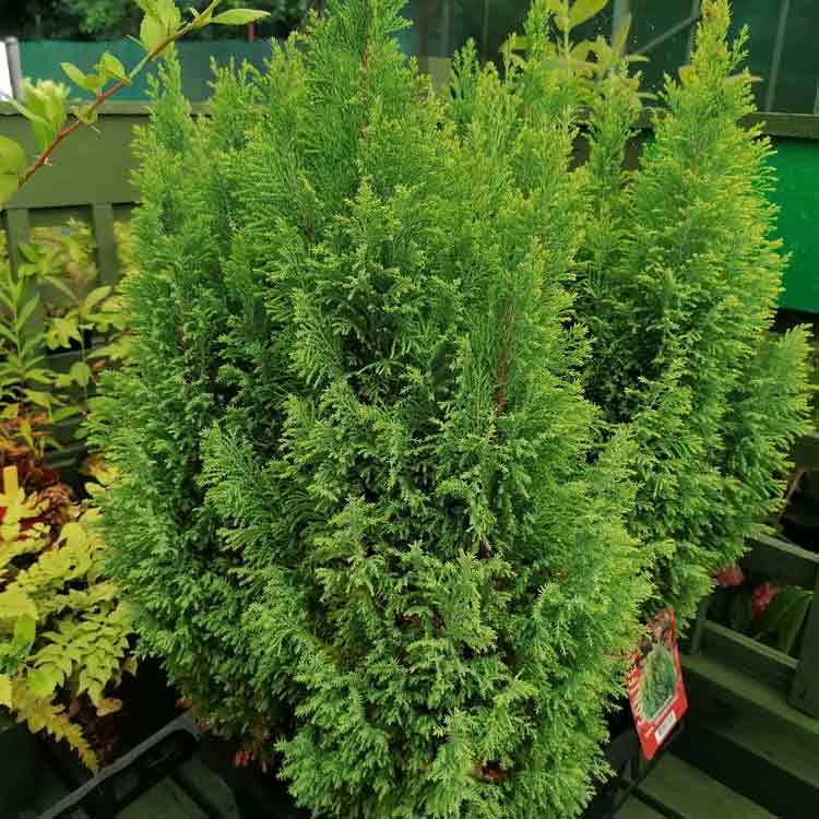 Conifer Chamaecyparis lawsoniana Ellwoodii Dwarf