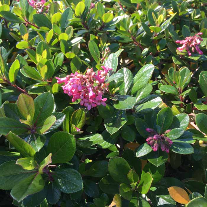 Pot Grown Escallonia rubra Macrantha Hedge