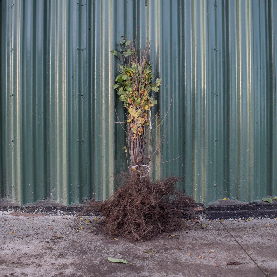 Alder Buckthorn 60/80cm Bare Root (Frangula alnus)