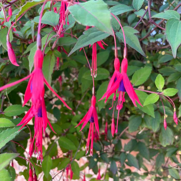 Fuchsia magellanica Ricartonii