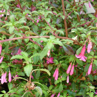 Fuchsia bacillaris Reflexa