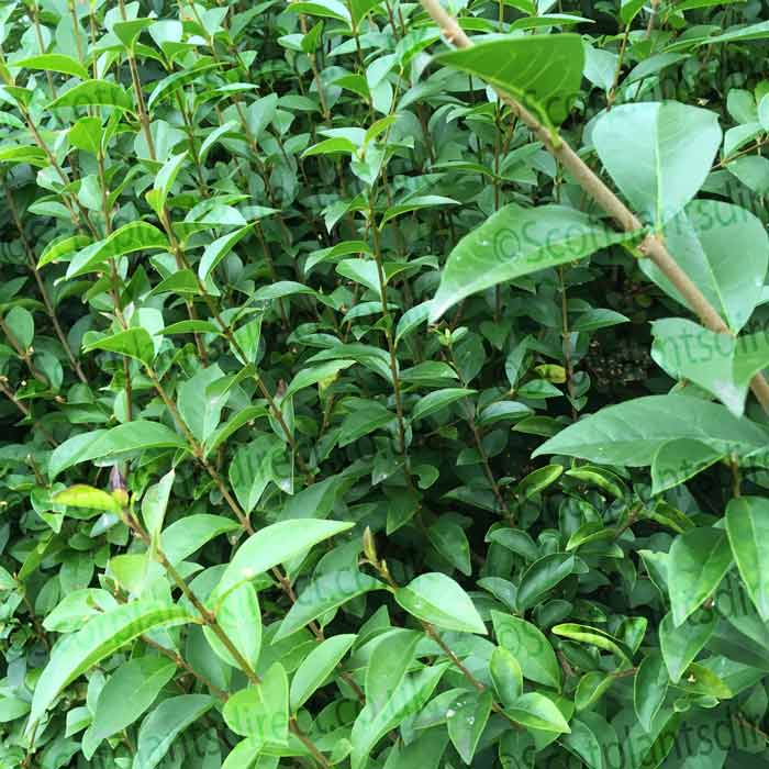 Green Privet 100/125cm Bare Root (Ligustrum ovalifolium)