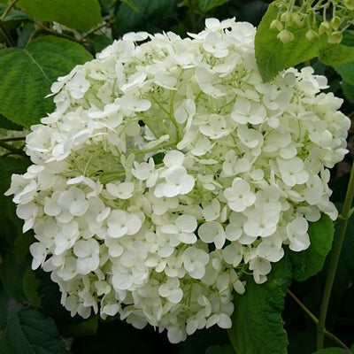 Hydrangea Incrediball Large Blooms