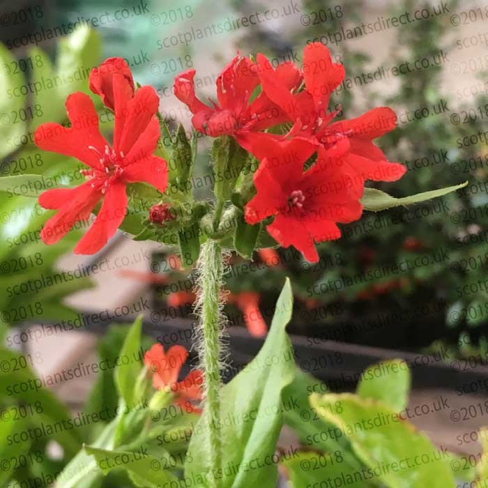 Lychnis chalcedonica