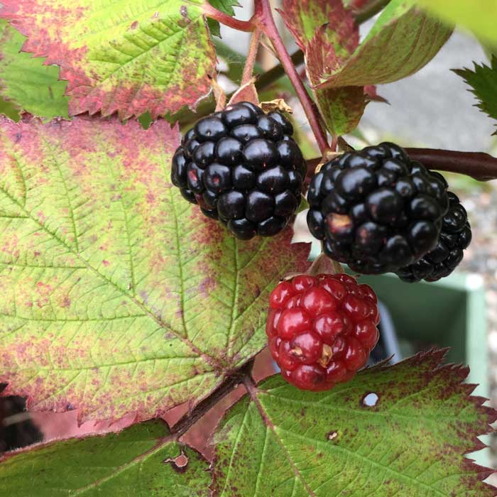 Blackberry Merton - Thornless 40/60cm Pot Grown (Rubus fruticosus 'Merton')