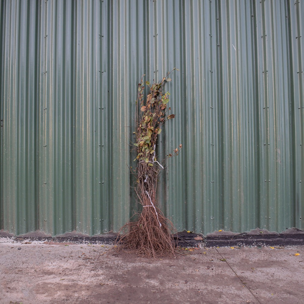 Crab Apple 60/80cm Bare Root (Malus sylvestris)