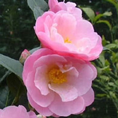 Camellia Nicky Crisp