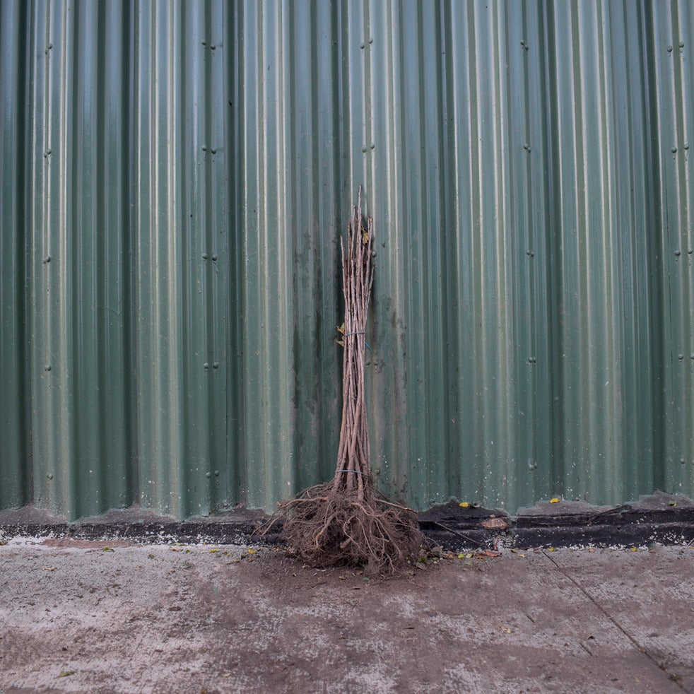 Wild Cherry 60/80cm Bare Root (Prunus avium)