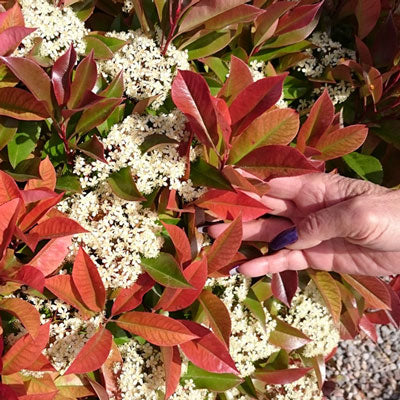 Photinia Red Robin 40/60cm Bare Root (Photinia x fraseri 'Red Robin')