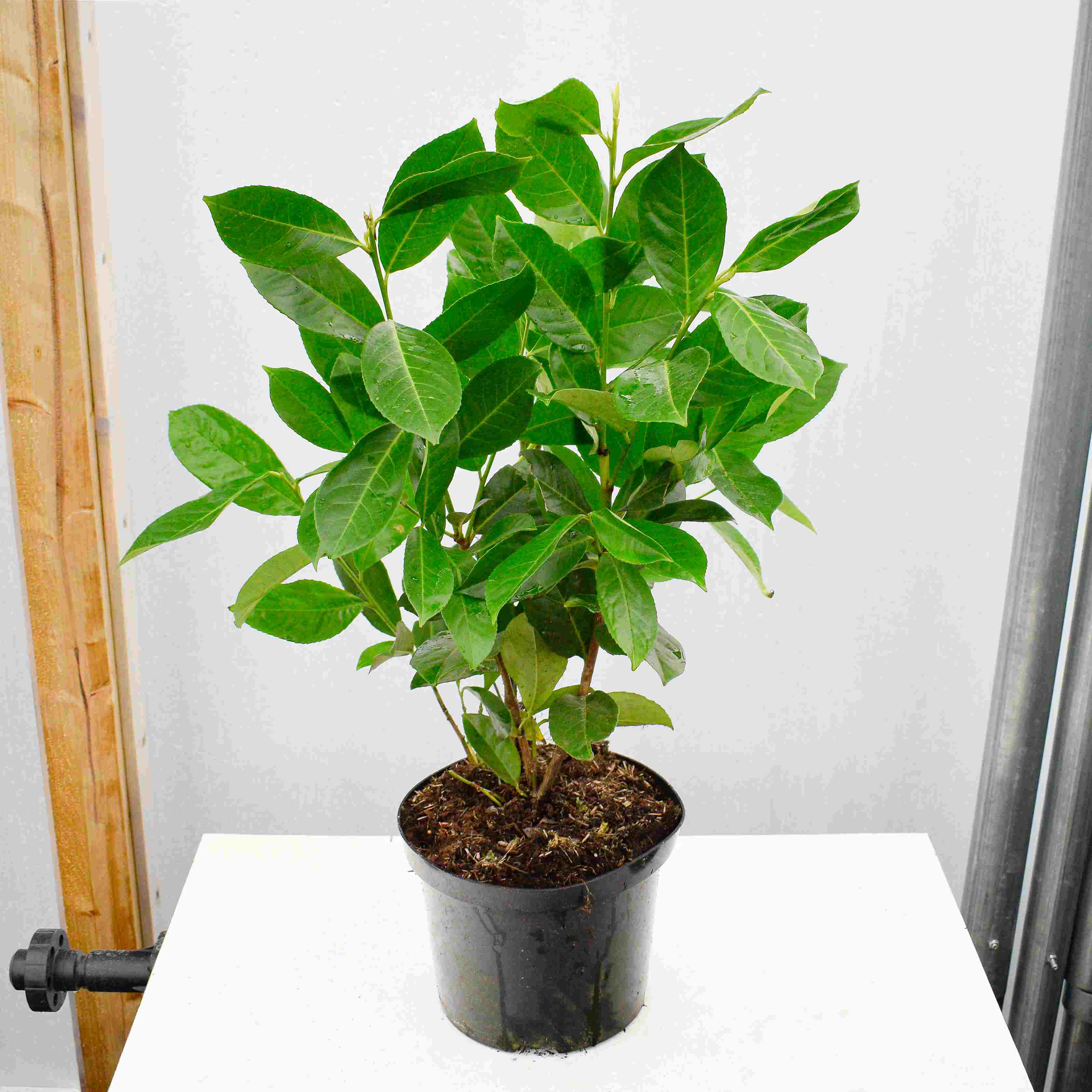 60-90cm 3L Pot Grown Common Laurel Prunus laurocerasus rotundifolia Hedge