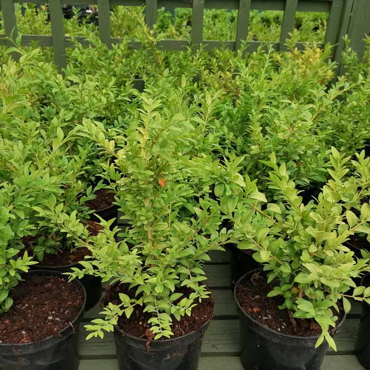 2 Litre 30cm Pot Grown Buxus Sempervirens Box Hedging