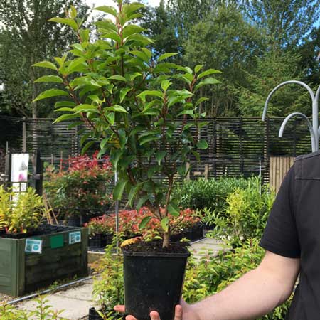 Prunus lusitanica 'Angustifolia' 40/60cm 3L