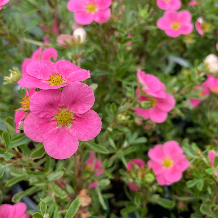 Potentilla New Dawn Pink Flowers