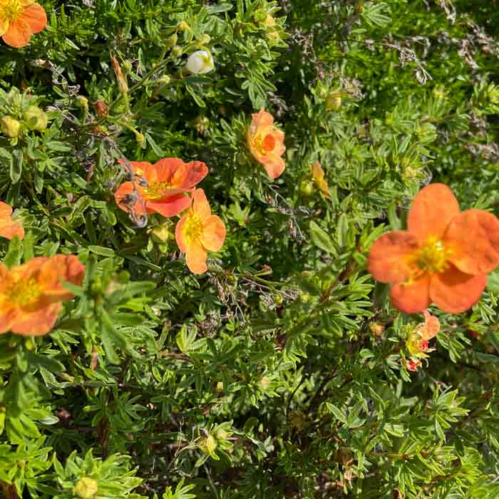 Potentilla Tangerine Orange Yellow Flowers