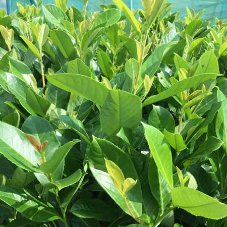 20-40cm Pot Grown Common Laurel Prunus laurocerasus Rotundifolia
