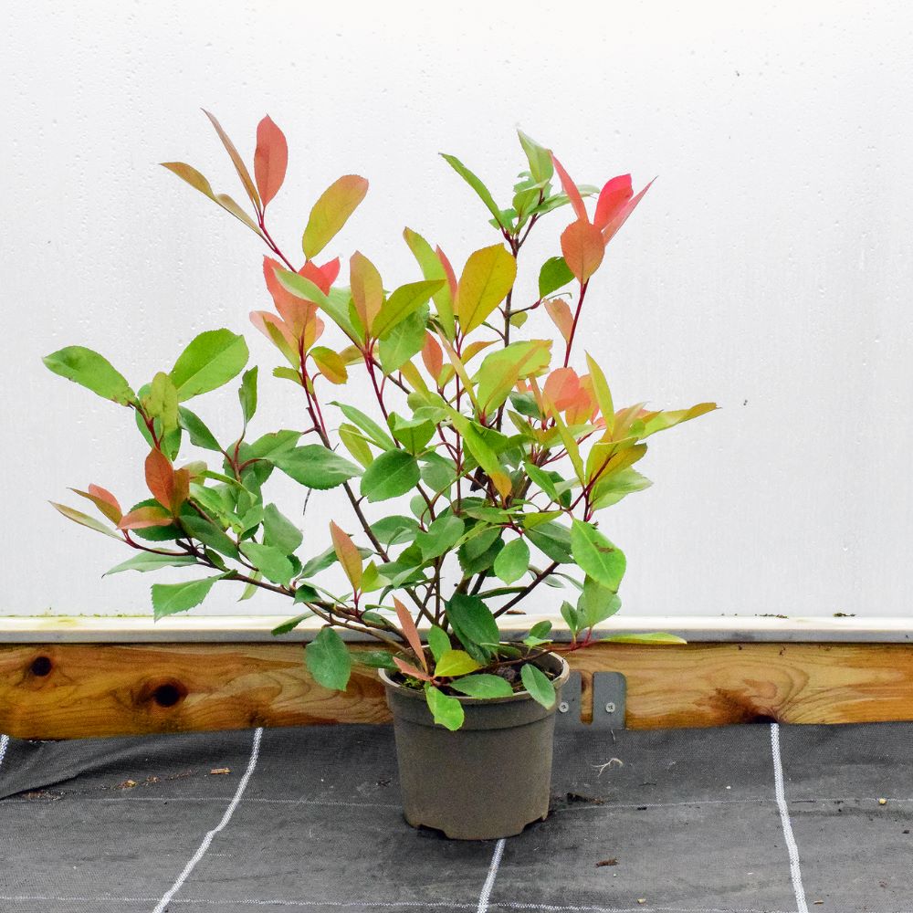 40-60cm Pot Grown Red Robin Photinia x fraseri Hedge