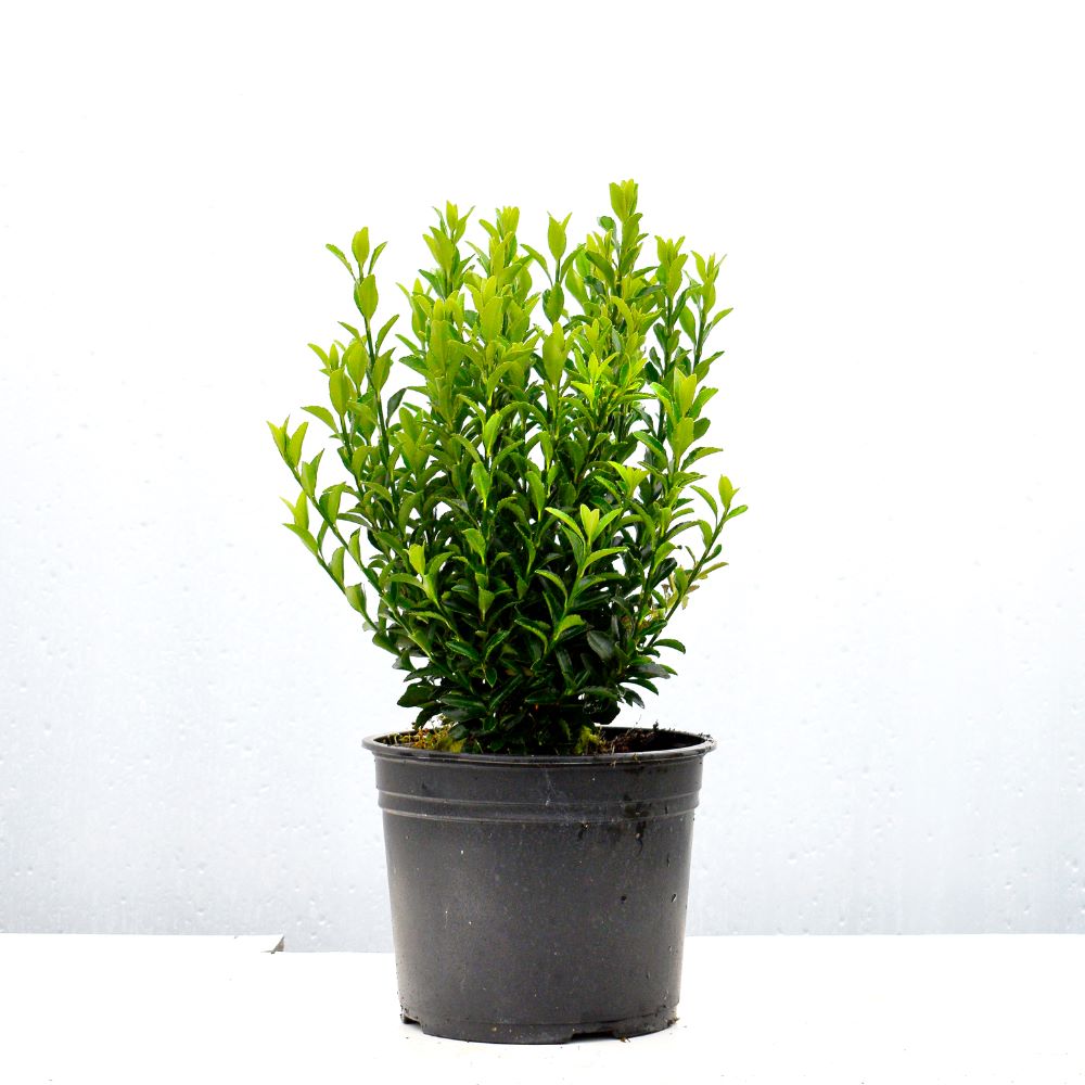 Euonymus Jean Hugues 10-20 cm 1.3L Pot Grown Spindle Hedging