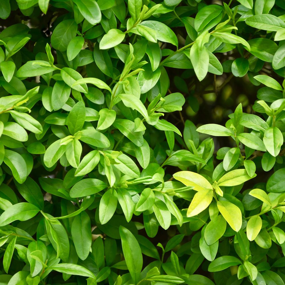 Green Privet 150/175cm Root Ball (Ligustrum Ovalifolium)