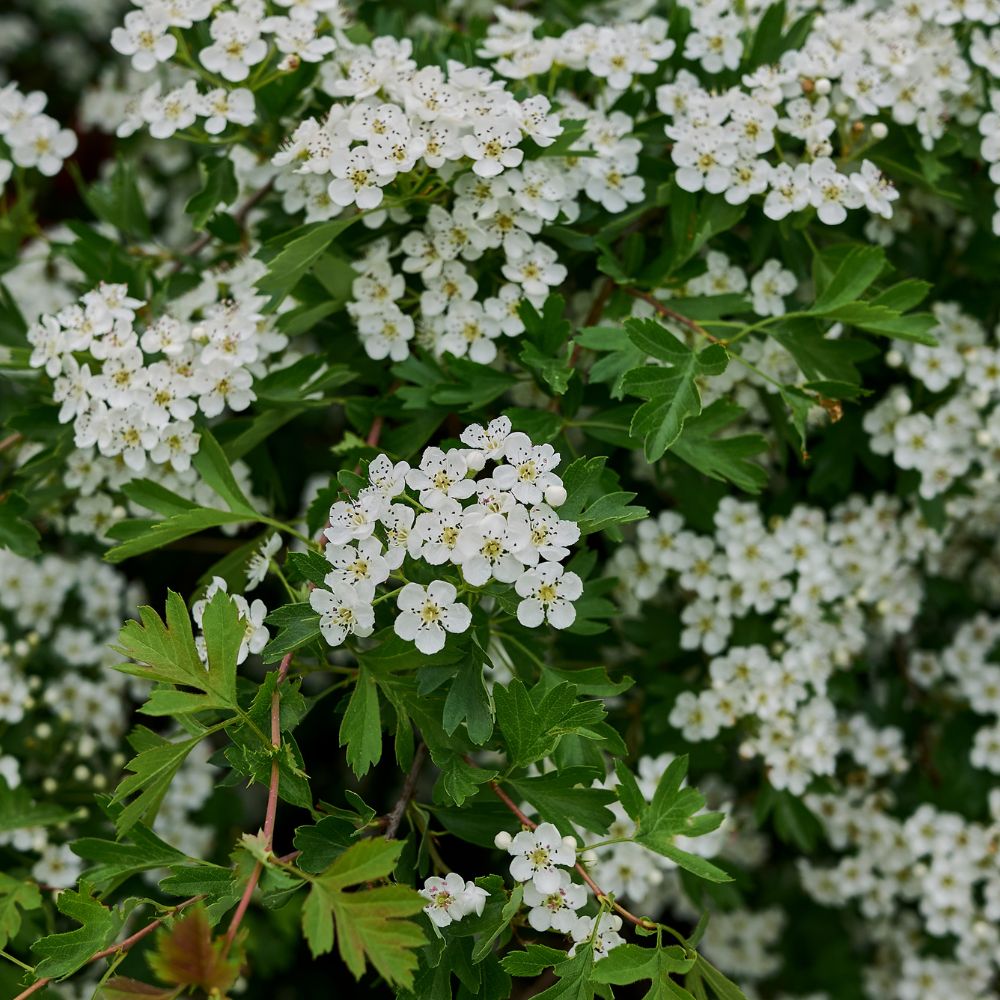 Hawthorn 150/175cm Root Ball (Crataegus Monogyna)