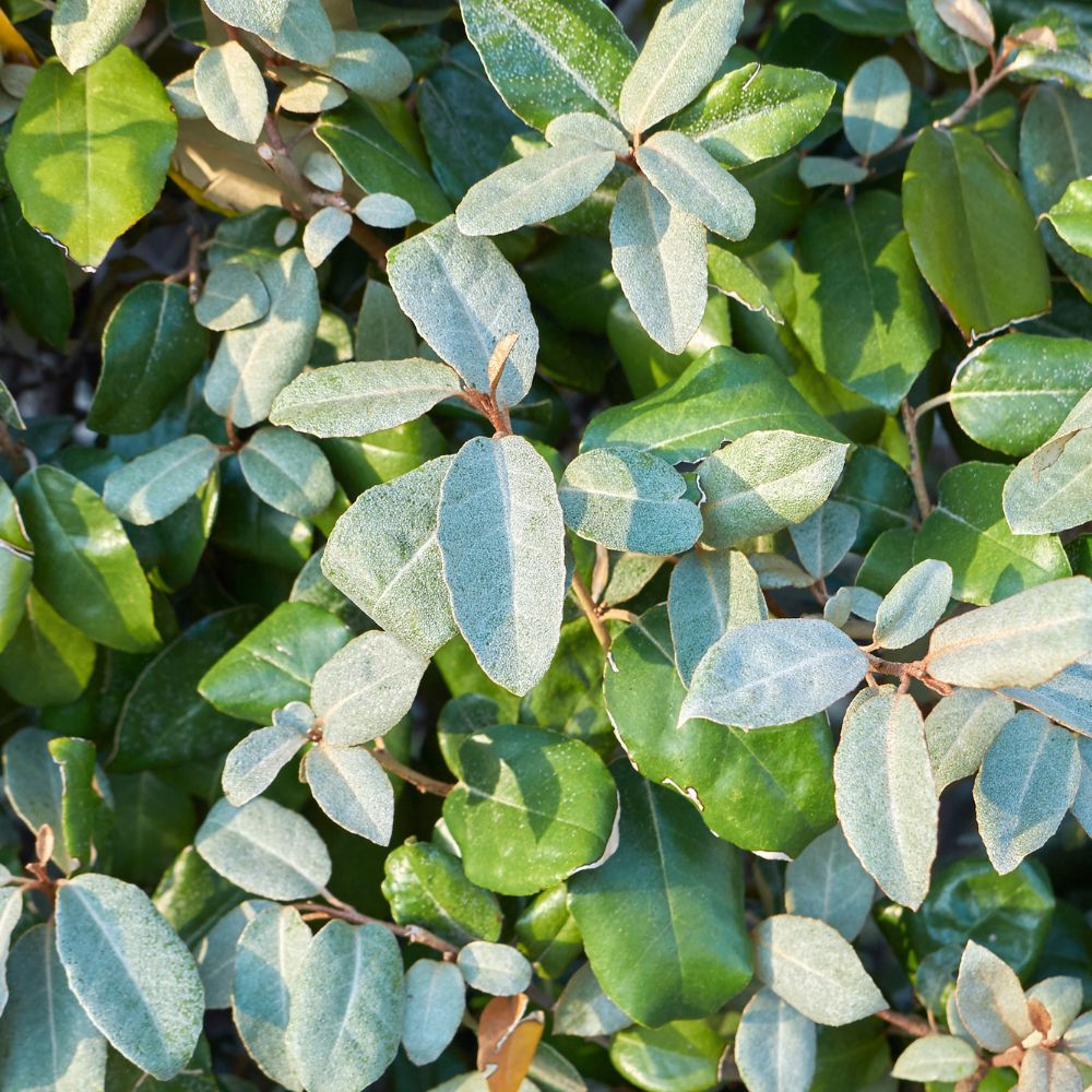 Oleaster 40/60cm Root Ball (Elaeagnus x ebbingei)