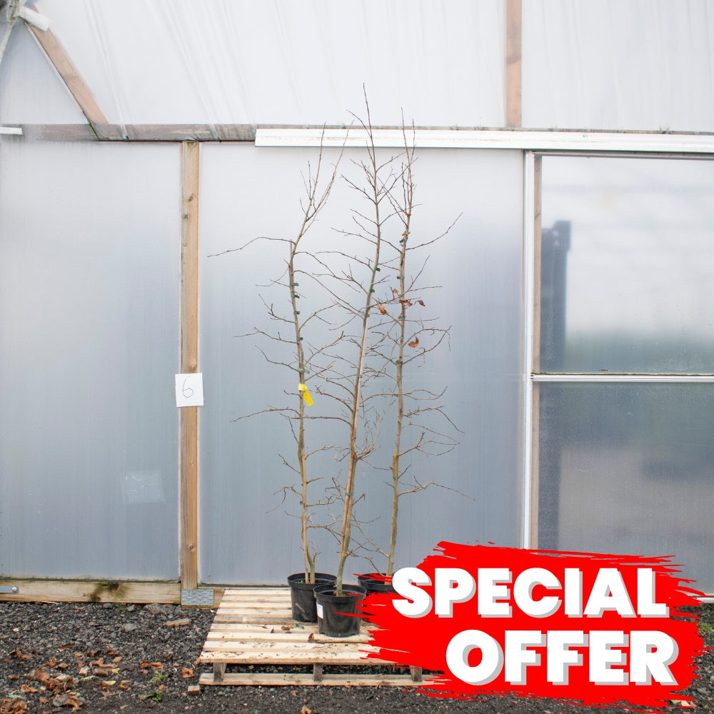 Parrotia Persica 175/200cm 10L (Ironwood)